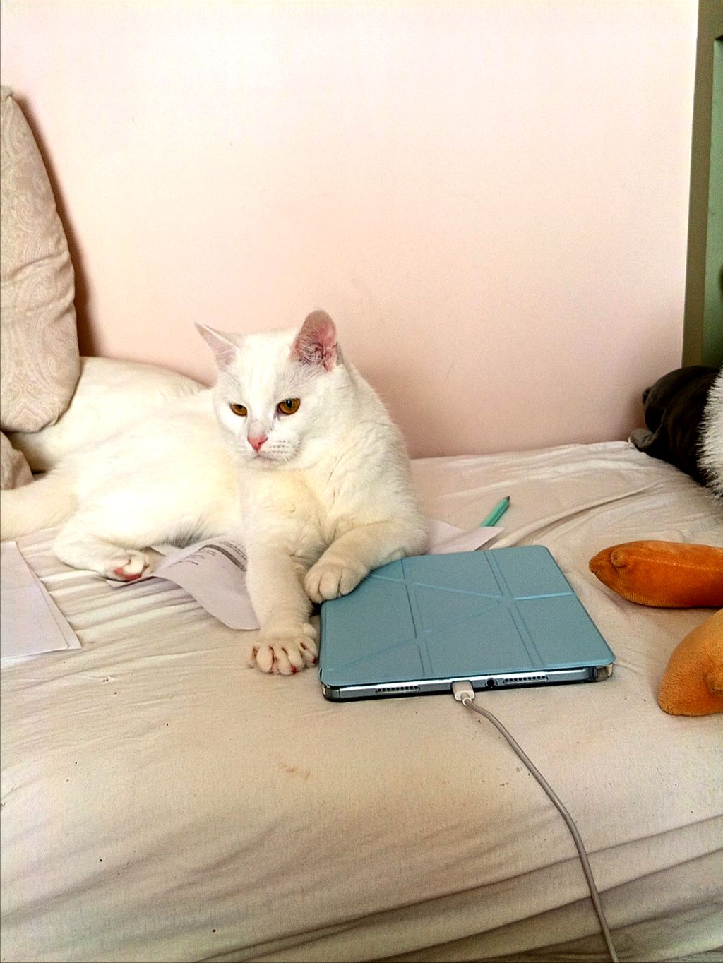 Мы кошки