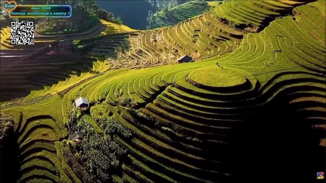 Красивая музыка природа и животные отдыхайте !!!