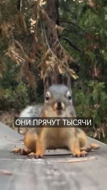 ГЛАВНЫЕ ЗАБЫВАКИ! 🐿 Почему Белки высаживают целые леса по ошибке! #shorts #животные #приколы