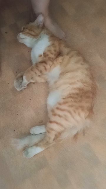 приблудился котик 🐱 #влоги #коты