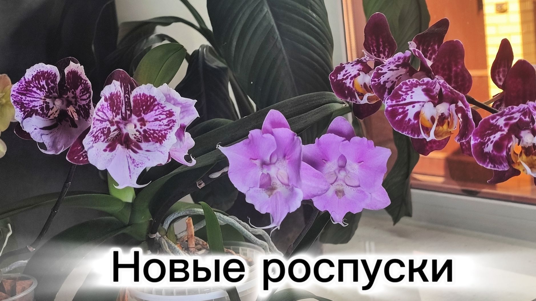 Немного новых роспусков.