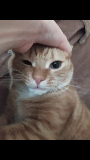 Эдит про моего кота