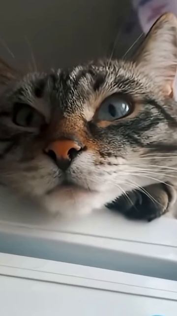 Удивительные животные !!!