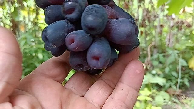 Виноград Аватар. обзор и характеристики.