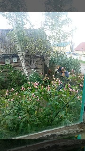 Гусейнов Ярослав,верни котёнка.