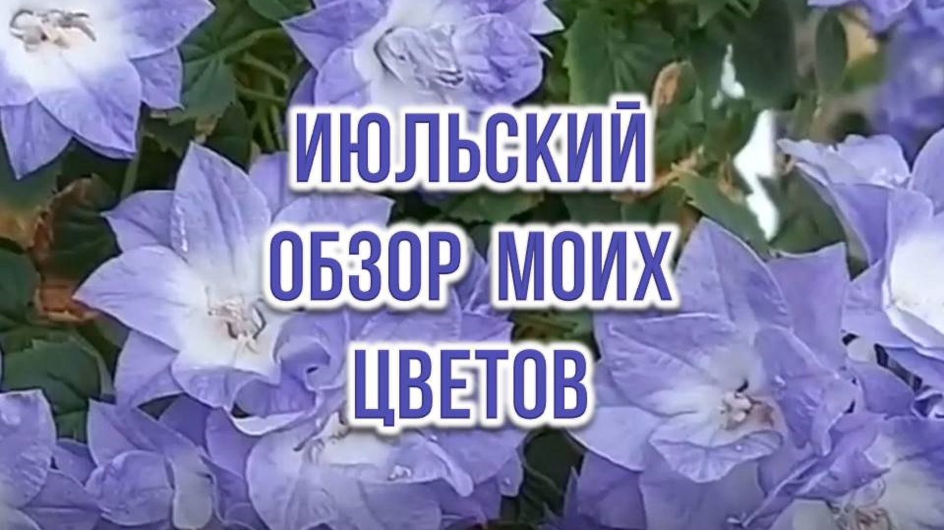 Июльский обзор моих цветов. Выпуск от 29.07.26