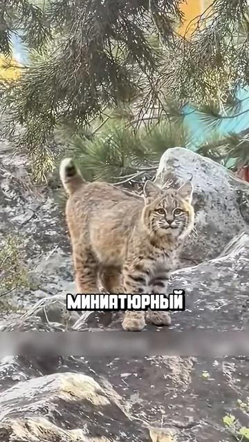 Я люблю всех животных😇