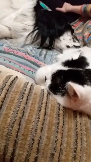 Как кошка с собакой...))) Это про них...)))