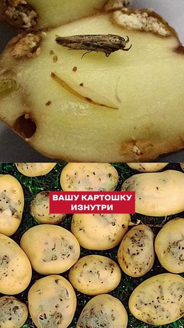 Из-за ЭТОГО вся картошка СГНИЕТ в погребе! #огород #картофель #советыдляогорода