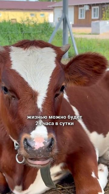 Можно дать вкусняшку теленку в любое время онлайн на Планете Коров