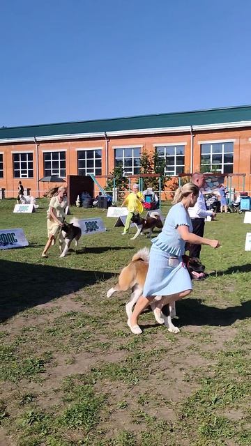 Выставка собак в Орле
