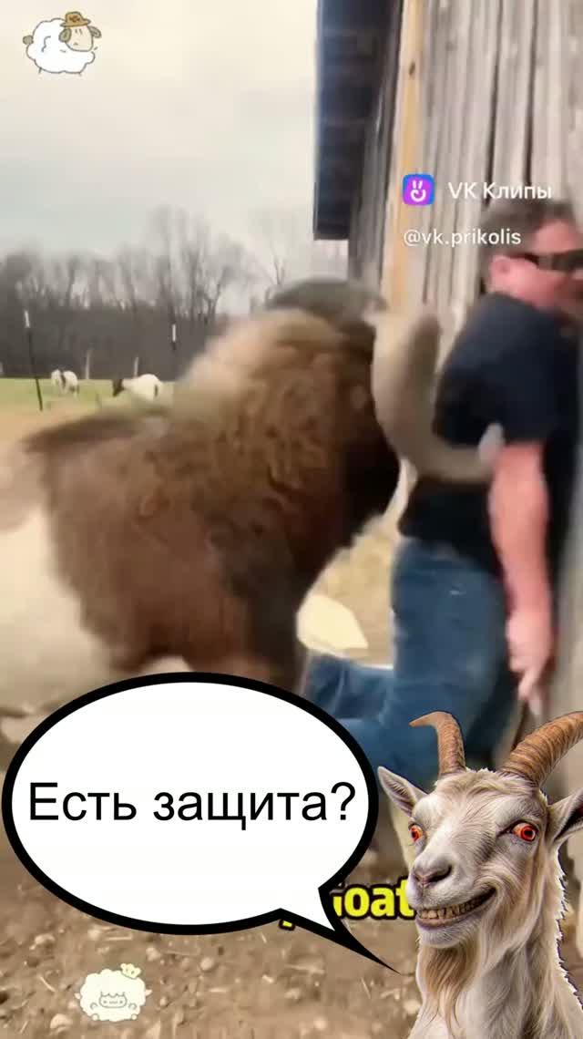 Агрессия козлов-баранов на дорогах и баллончик «Антикозлин»