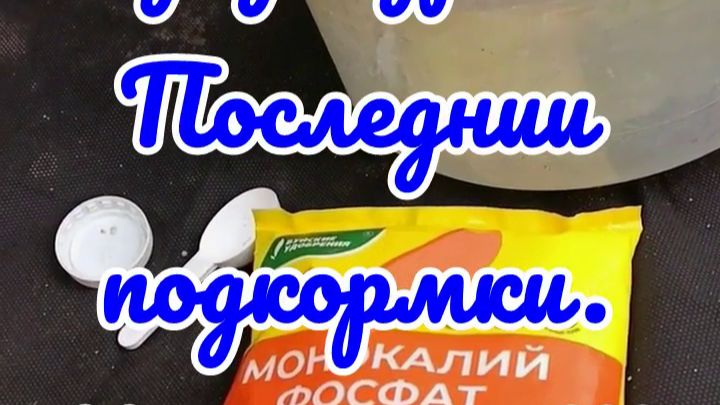 18.08.26г. Рододендроны. Последние подкормки. Чем и как.