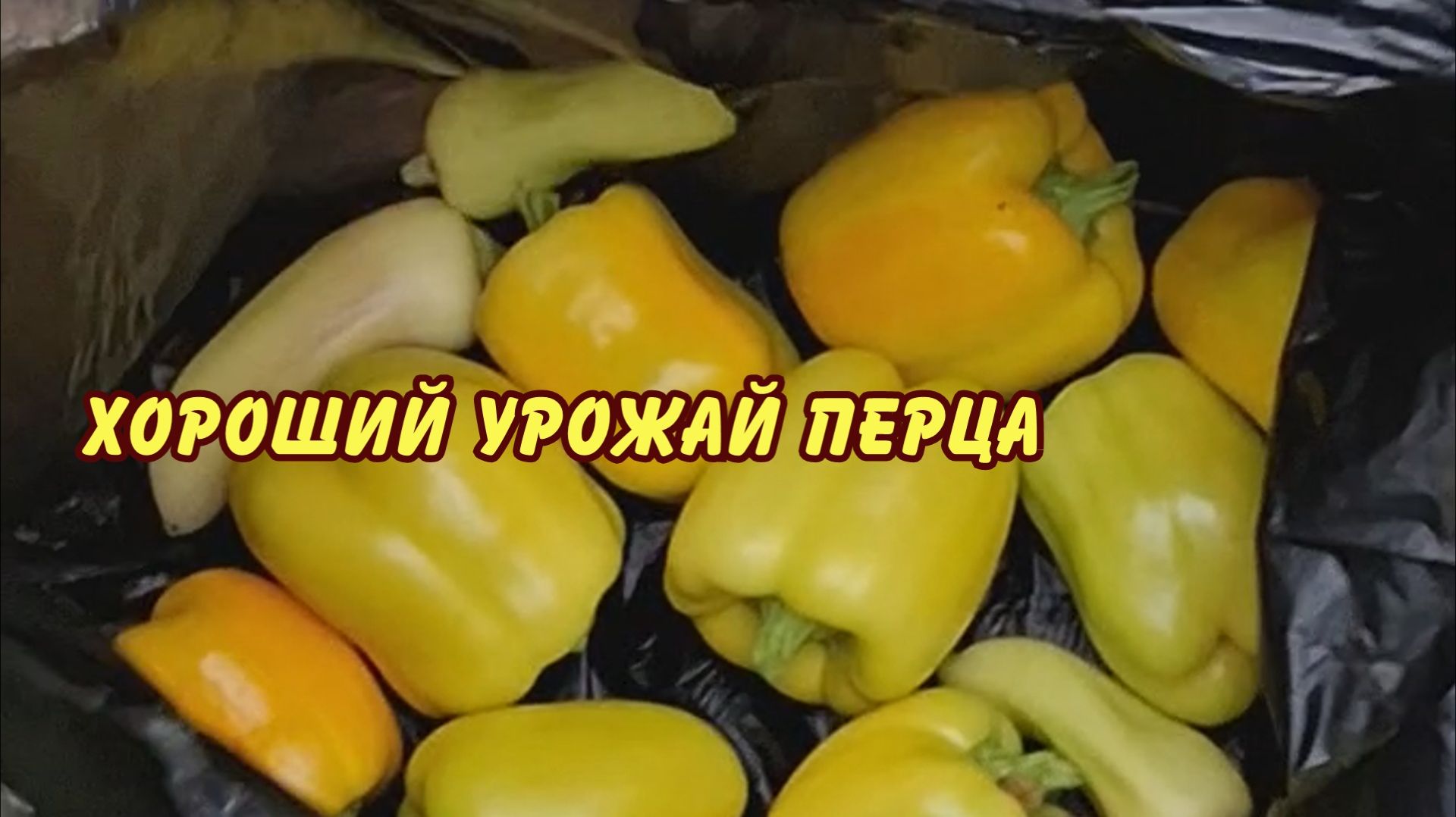 хороший урожай перца в сырой год