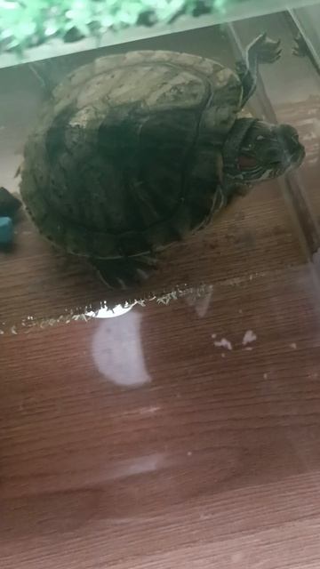 о животных 🐾 факты о черепахах 🐢