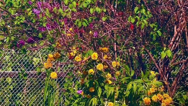 Цветы и сирень цветут в августе🌾🌼