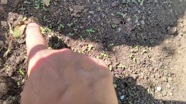 Приехала снова на дачу. Работы много.