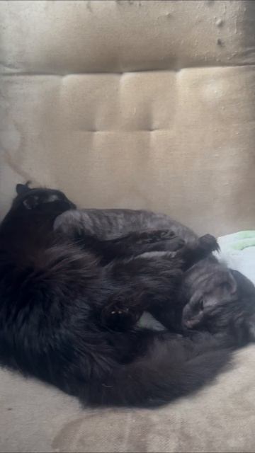 #нашавеселаяживотинка#скотики #кулеккотэ#люциккотэ