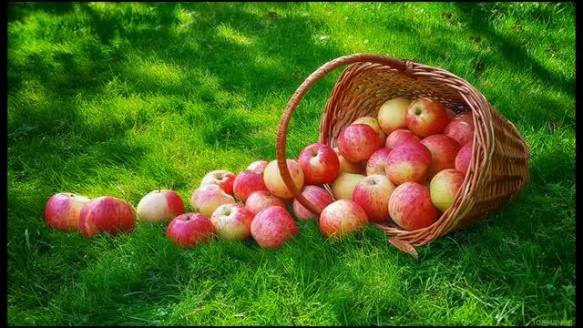 Падают, падают, падают яблоки...Эману Элька.