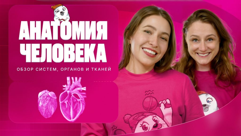 Анатомия человека. Обзор систем органов и тканей | Вспомнить всё | ЕГЭ-2025