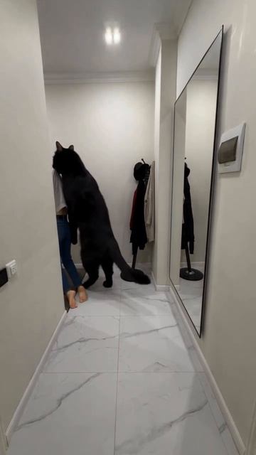 #ИИ #коты #котики