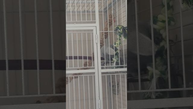 Попугай Жако Ася