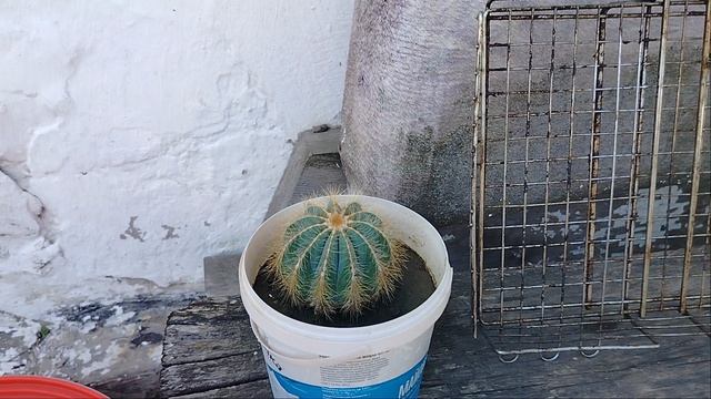 сувенирчики с моря ,родным и близким.mp4