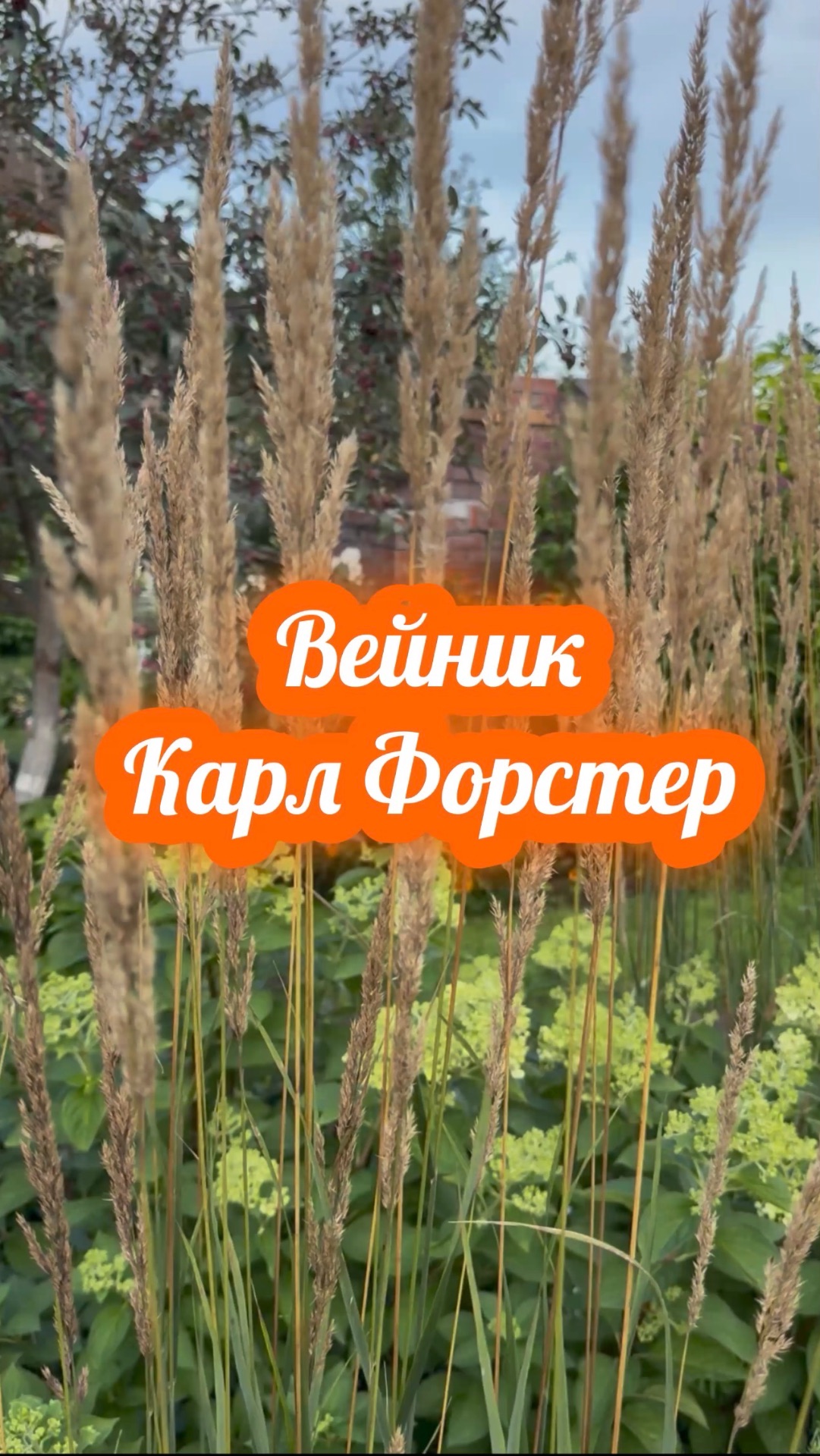Вейник Карл Форстер