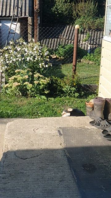 Раннее утро в деревневид из окна.Сторож на пороге.Куры на выгуле.