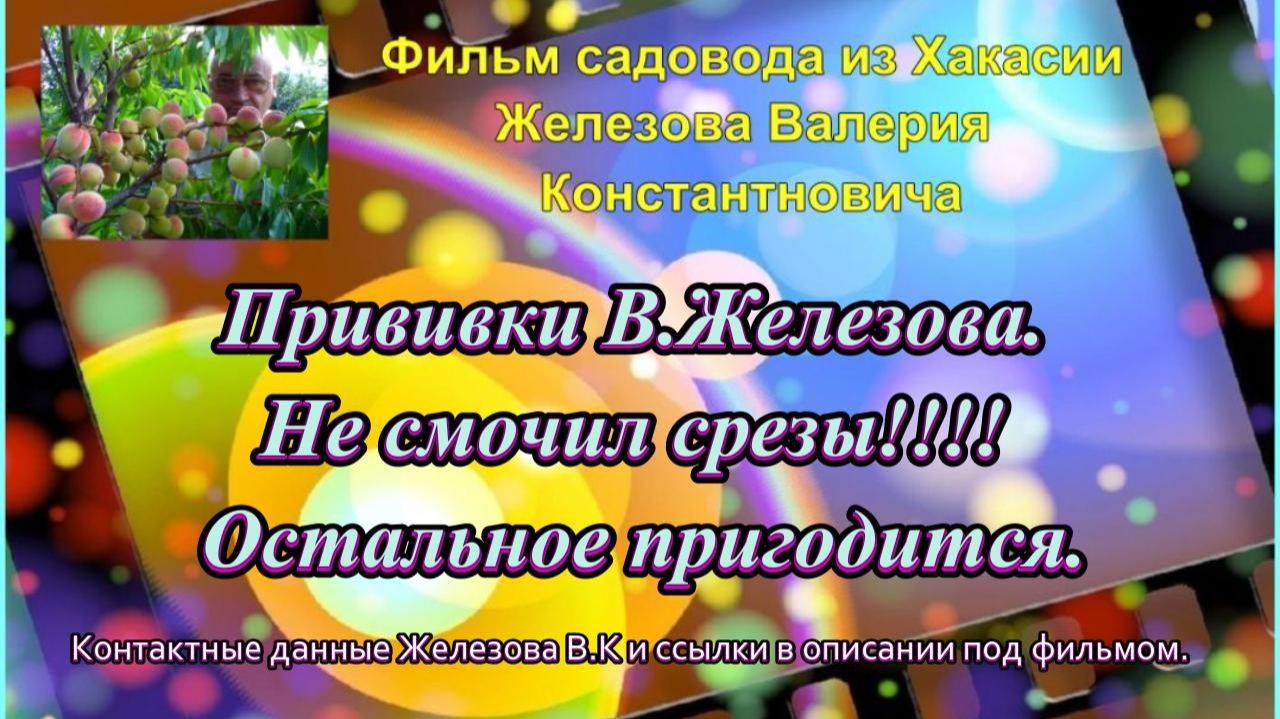 Прививки В.Железова. Не смочил срезы!!!! Остальное пригодится.