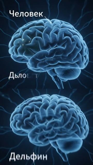 Мозг
