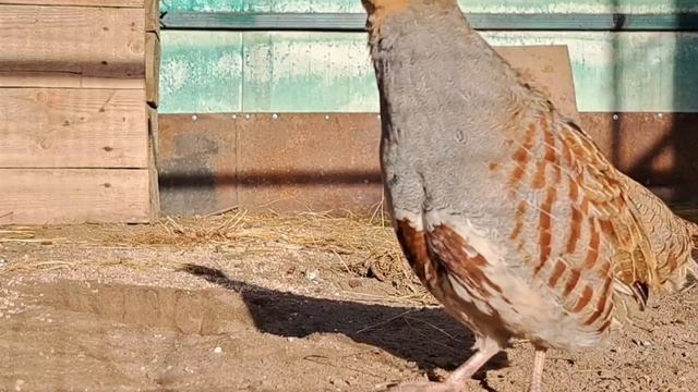 Серая куропатка вывела птенцов в домашних условиях.mp4