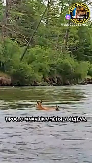 показала куда плыть!
