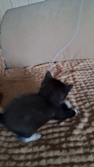 Роки учится играть с малышом😻😘❤️
