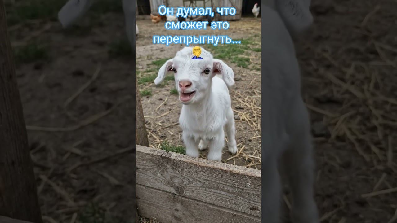 Миссия невыполнима: Козлик против Забора! #козьерябство
