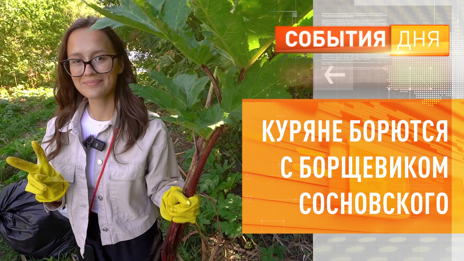 Куряне борются с борщевиком Сосновского