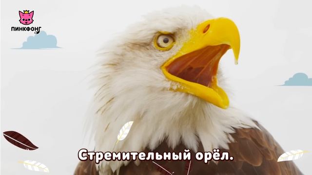 Орёл — Стремительный Орёл | Песни про Животных | Пинкфонг Песни для Детей