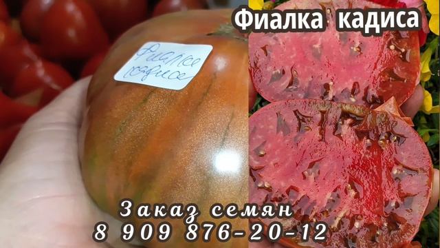 Обзор томатов по сортам!