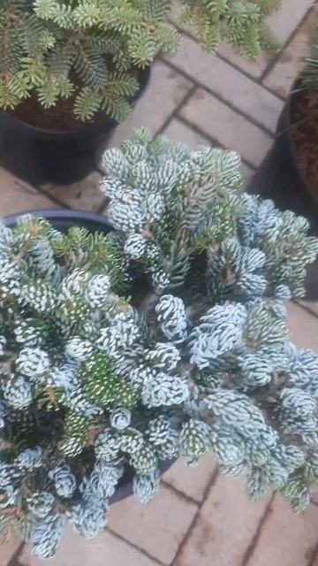 ❤🌲Пихта Корейская Айсбрекер
✔Продажа растений в макс и телеграм канале: Https://t.me/love_is_hvoiny_