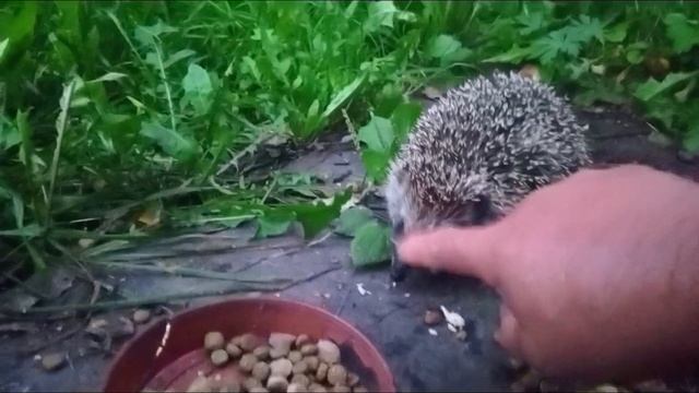 Маленький