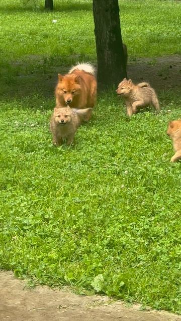 Клуб Суомен ПЕРСЕЙ и щенки Club Suomen PERSEY And Puppies