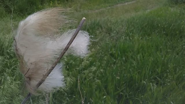 Весна природа 20260518