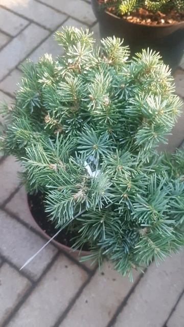 ❤🌲Пихта одноцветная Пиггельми
✔Продажа растений в макс и телеграм канале: Https://t.me/love_is_hvoin