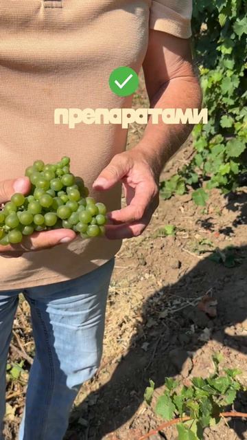 Что дает разрыхление гроздей ЮГ АГРОХИМ