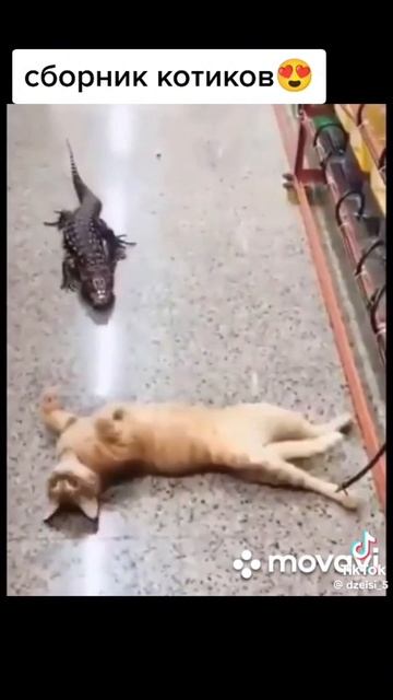 сборник котиков 😍