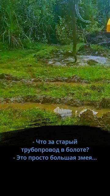 Неожиданная находка экскаваторщика в Индонезии