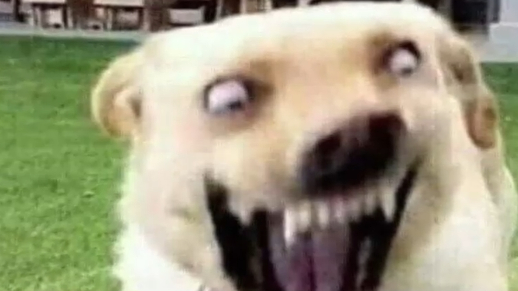 Самые смешные моменты с СОБАКАМИ!🐶 🫪🤣🤣🤣