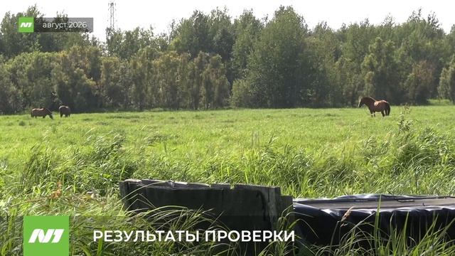 Ветслужба Югры прокомментировала нападение собак на лошадей в Нижневартовске