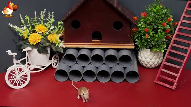 Видео для кошек про крысок развлекать питомцев 🐭🐀😂 607