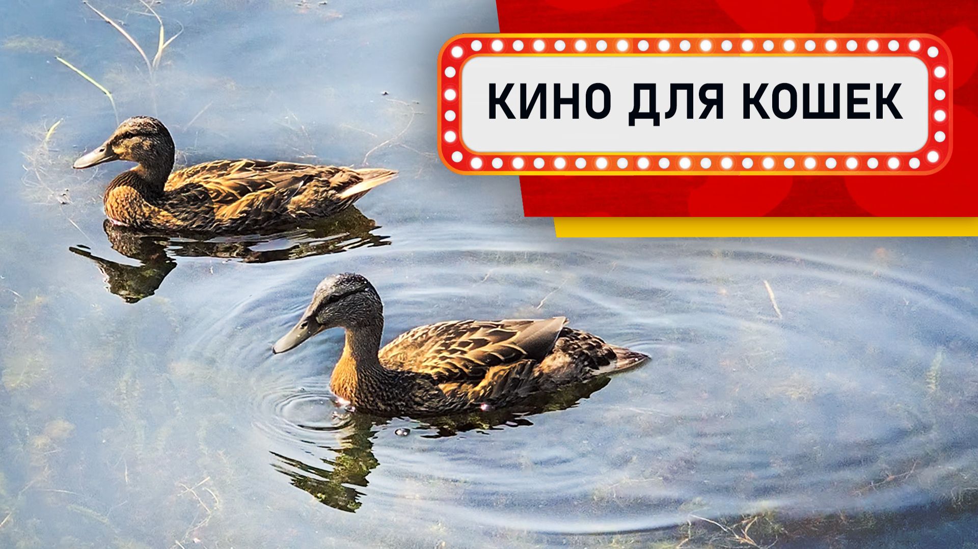Видео для кошек - Утки в деревне (Развлеки своего кота)